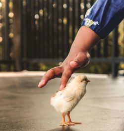 Full length of hand holding bird against blurred background