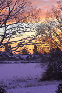 Bare trees on snow covered landscape