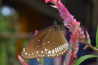 Close-up of butterfly pollinating on flower