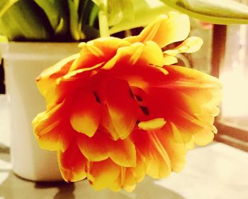 Close-up of yellow flower