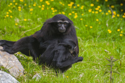 Black monkey sitting on grass