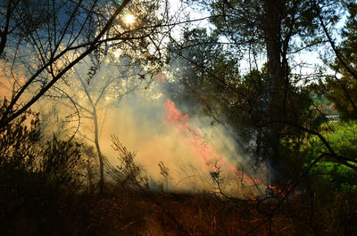 Silhouette of trees against sky