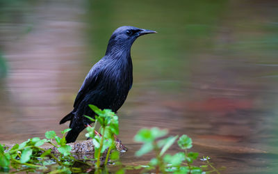 Close-up of bird perching on plant