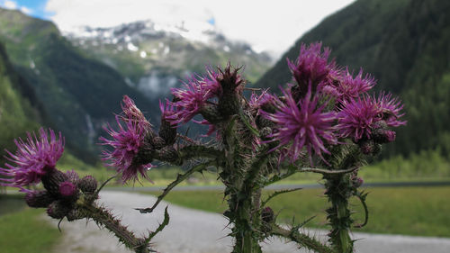 Close-up of thistle blooming outdoors