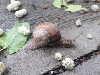 Close-up of snail