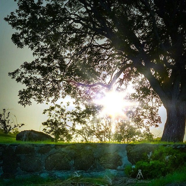 sun, tree, sunbeam, sunlight, lens flare, tranquility, tranquil scene, beauty in nature, nature, scenics, sky, growth, grass, landscape, sunny, branch, field, bright, idyllic, no people