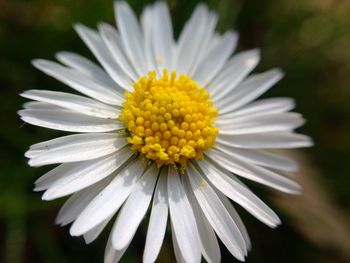 Close-up of white daisy flower