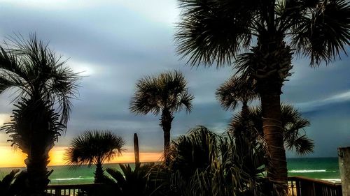 Low angle view of palm trees against sky