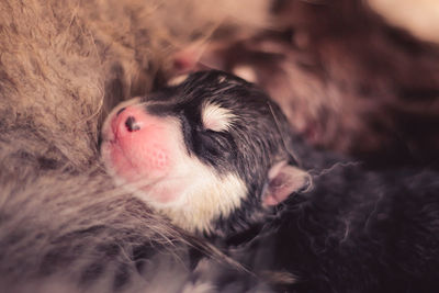 Close-up of cute puppies relaxing with dog