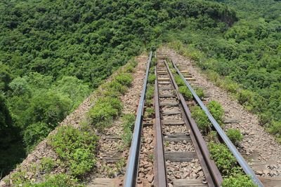 Railroad tracks amidst trees
