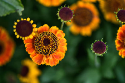 Close-up of yellow flowering plant