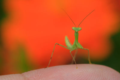 Close-up of insect on hand