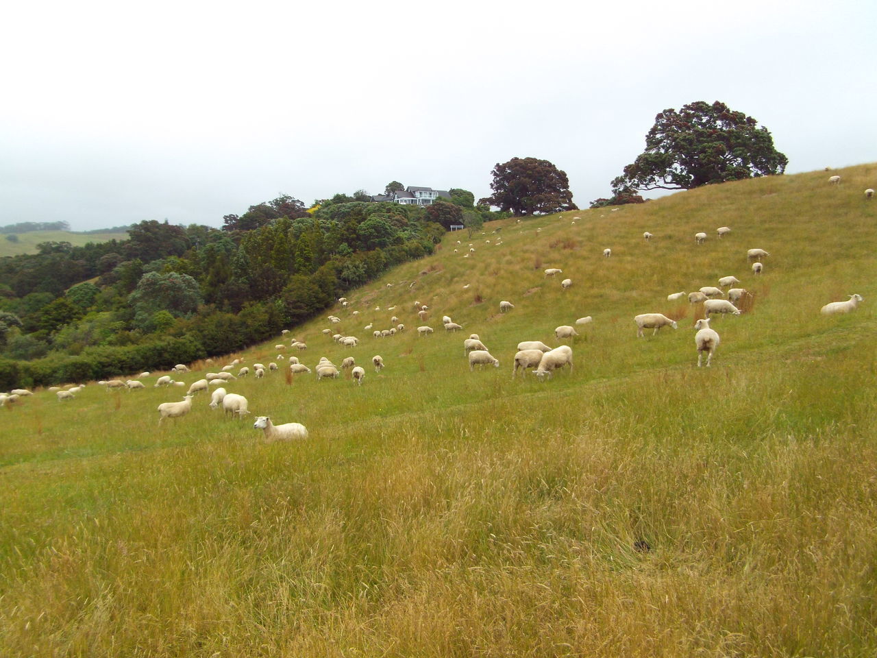 New Zealand Farm