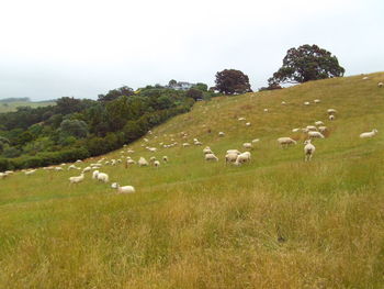 Sheep grazing on landscape against sky