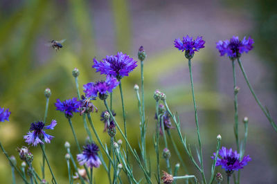 Close-up of bumblebee pollinating on purple flower