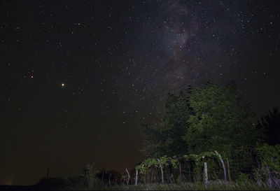 Low angle view of trees against sky at night