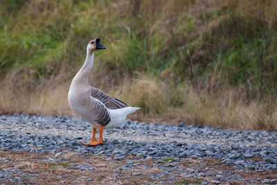 Goose on field