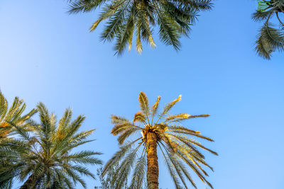 palm tree