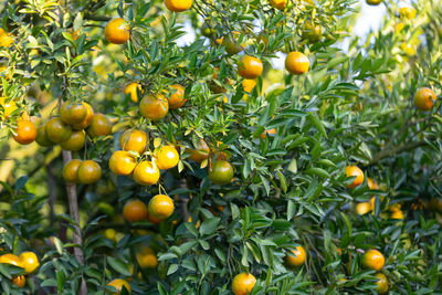 Full frame shot of fruits on tree