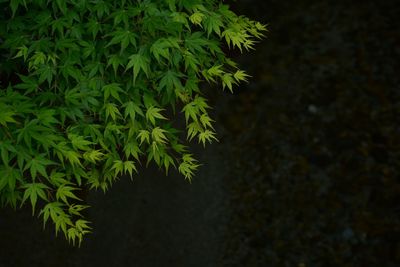 Plants growing at night