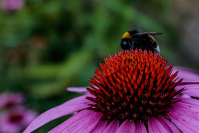 Close-up of honey bee pollinating on flower