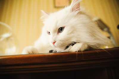 Close-up of cat at home