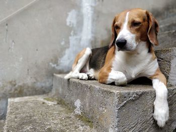 Portrait of dog looking away