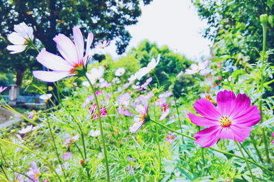 Pink flowers growing at park