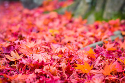 Close-up of pink flowering plants during autumn