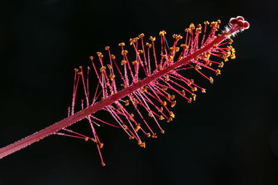 Low angle view of red flowering plant against black background