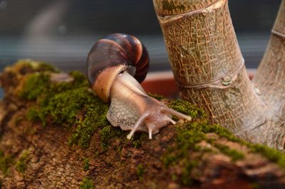 Close-up of snail