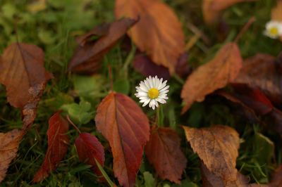 Close-up of flowers blooming outdoors