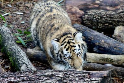 Tiger cub in zoo