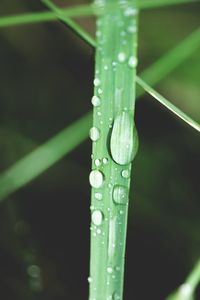 Close-up of raindrops on leaf