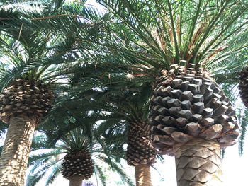 Low angle view of pine cones on tree