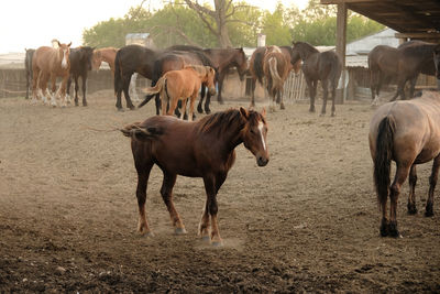 Horses standing in ranch