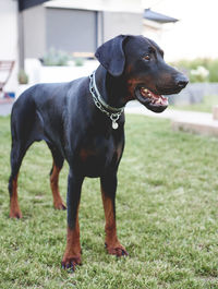 Close-up of dog on grass