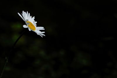 Close-up of daisy blooming at night