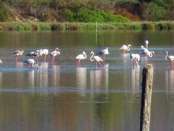 Birds in lake