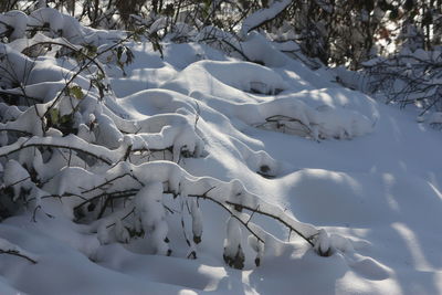 Snow covered trees against sky