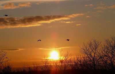 Silhouette birds flying against orange sky