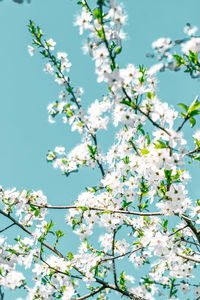 Low angle view of cherry blossom