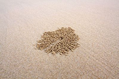 High angle view of crab on beach