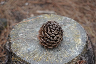 Close-up of pine cone