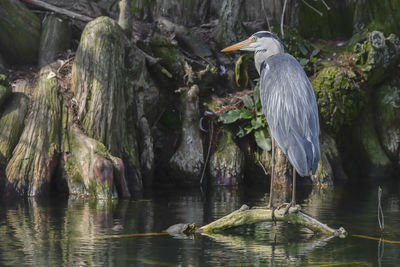 Grey heron on pond