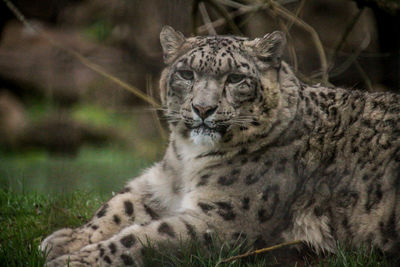 Portrait of a cat on field