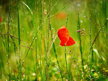 Close-up of wet red poppy flowers on field