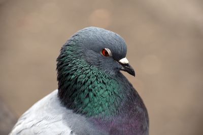 Close-up of pigeon