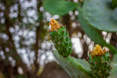 Close-up of insect on plant