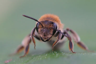 Detailed natural closeup on a fluffy female mellow miner solitary bee, andrena mitis, sitting on a l